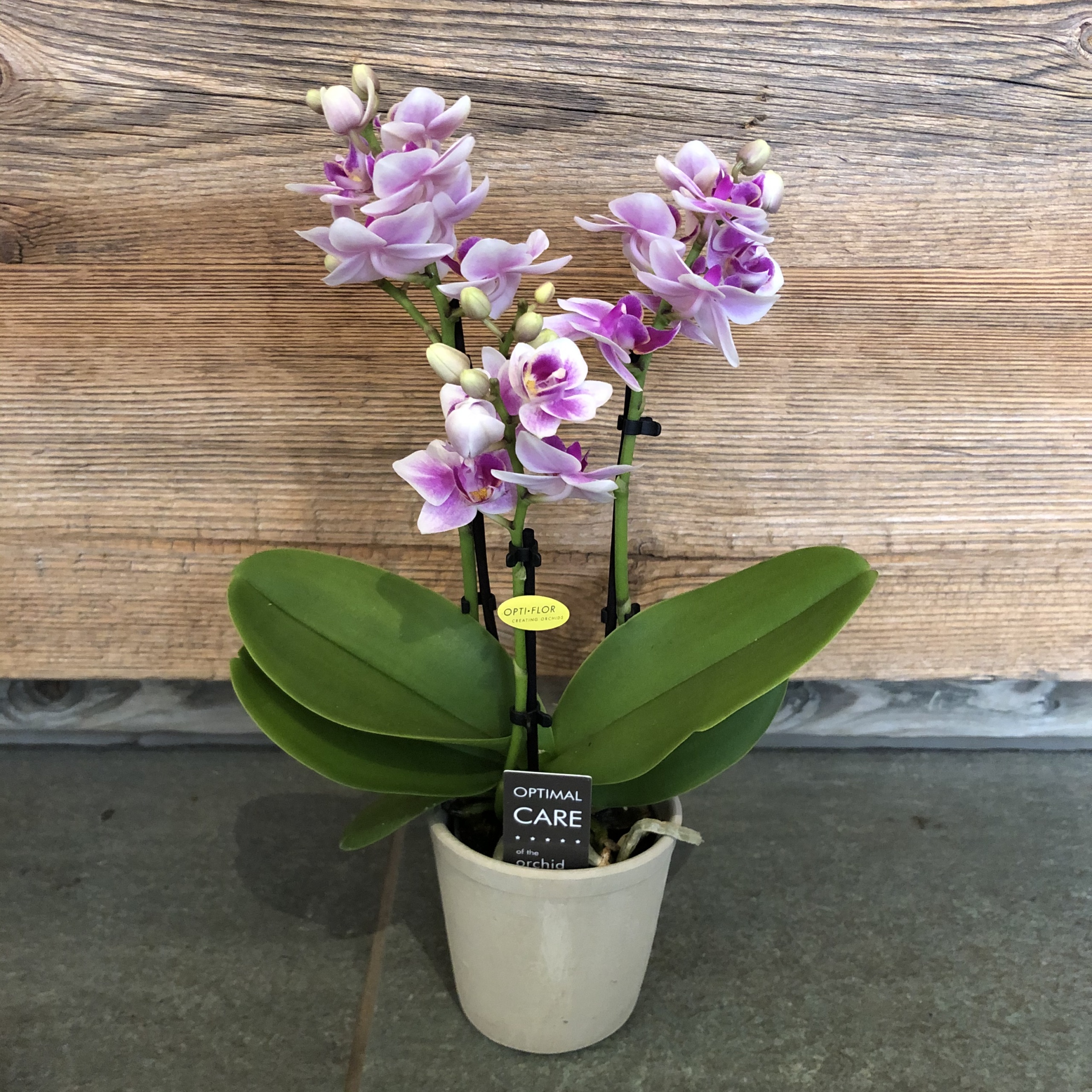 Mini-orchidée Phalaenopsis blanc-violet avec cache-pot - Galley Fleurs
