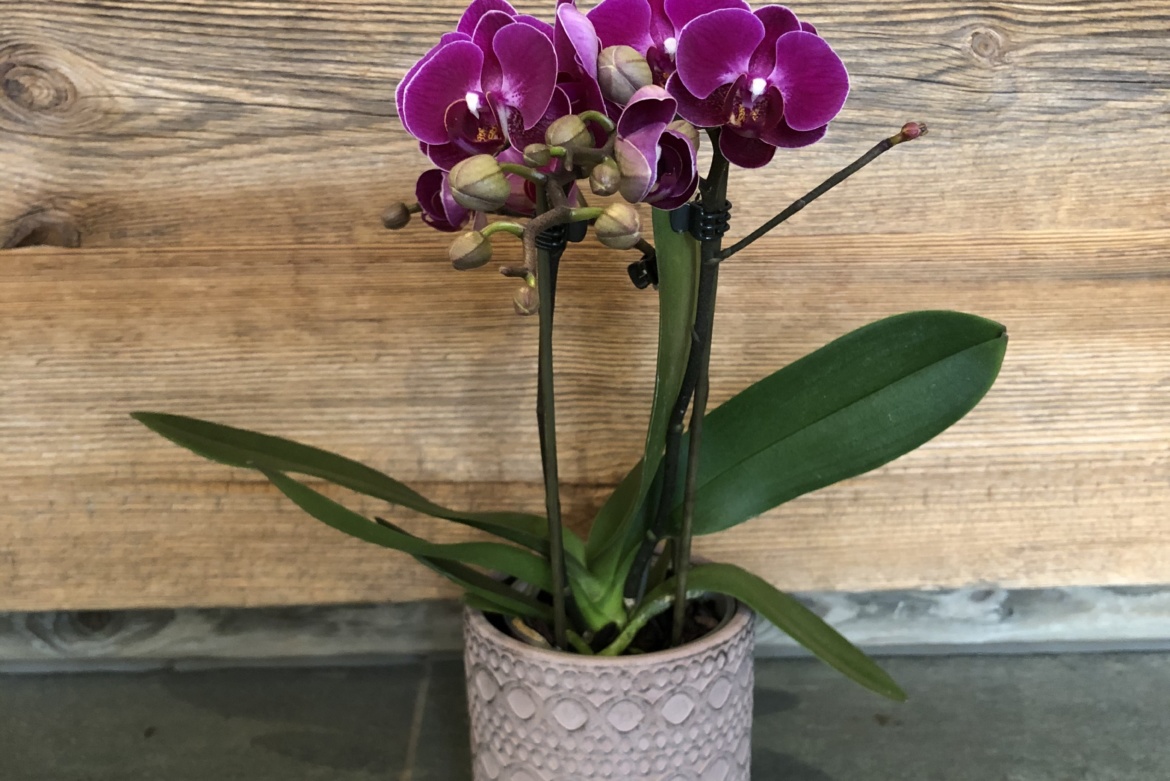 Orchidée Phalaenopsis Violet avec cache-pot taille moyenne