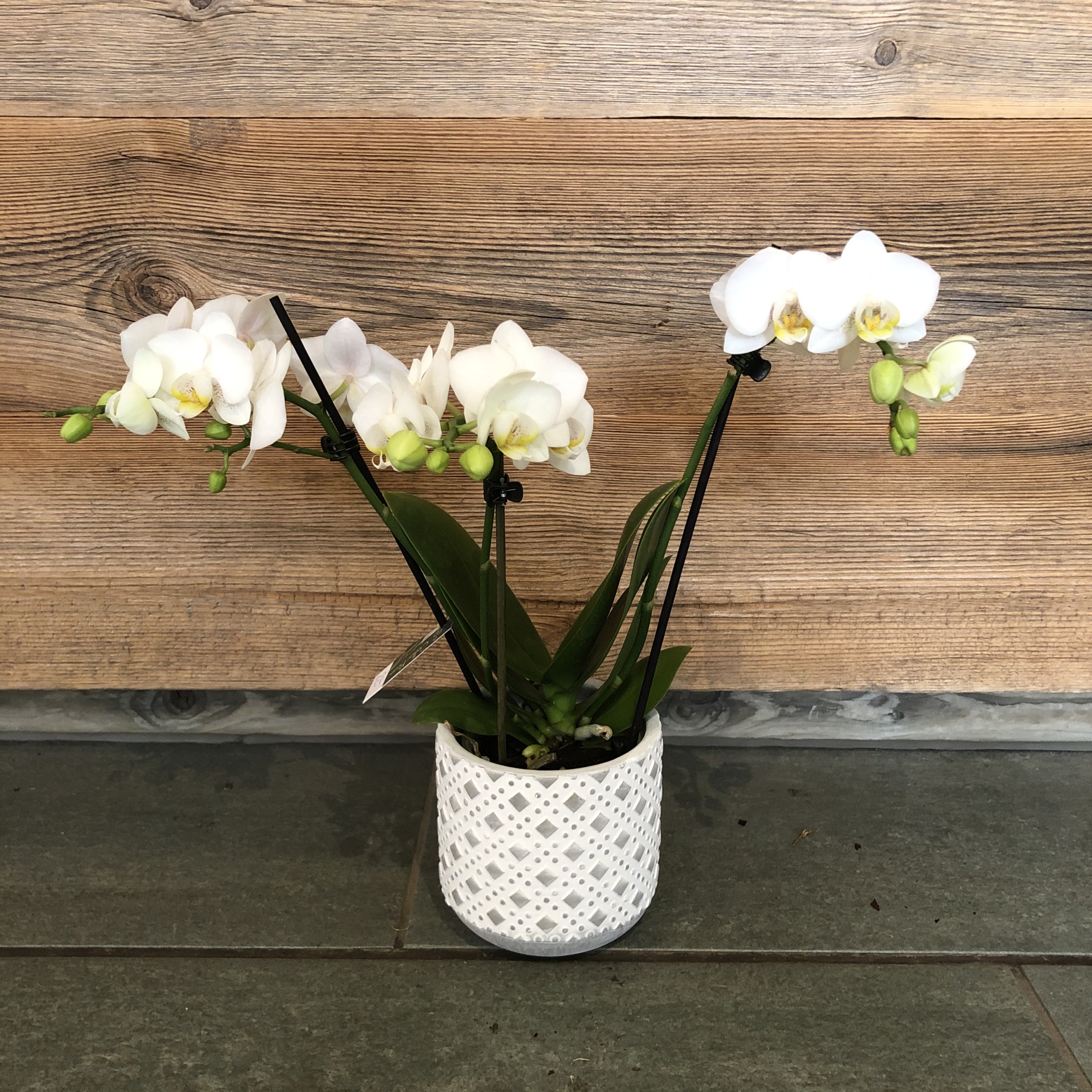 Orchidée Phalaenopsis Blanche 2 Tiges Avec Son Cache Pot Blanc., Livraison  à Le Mans
