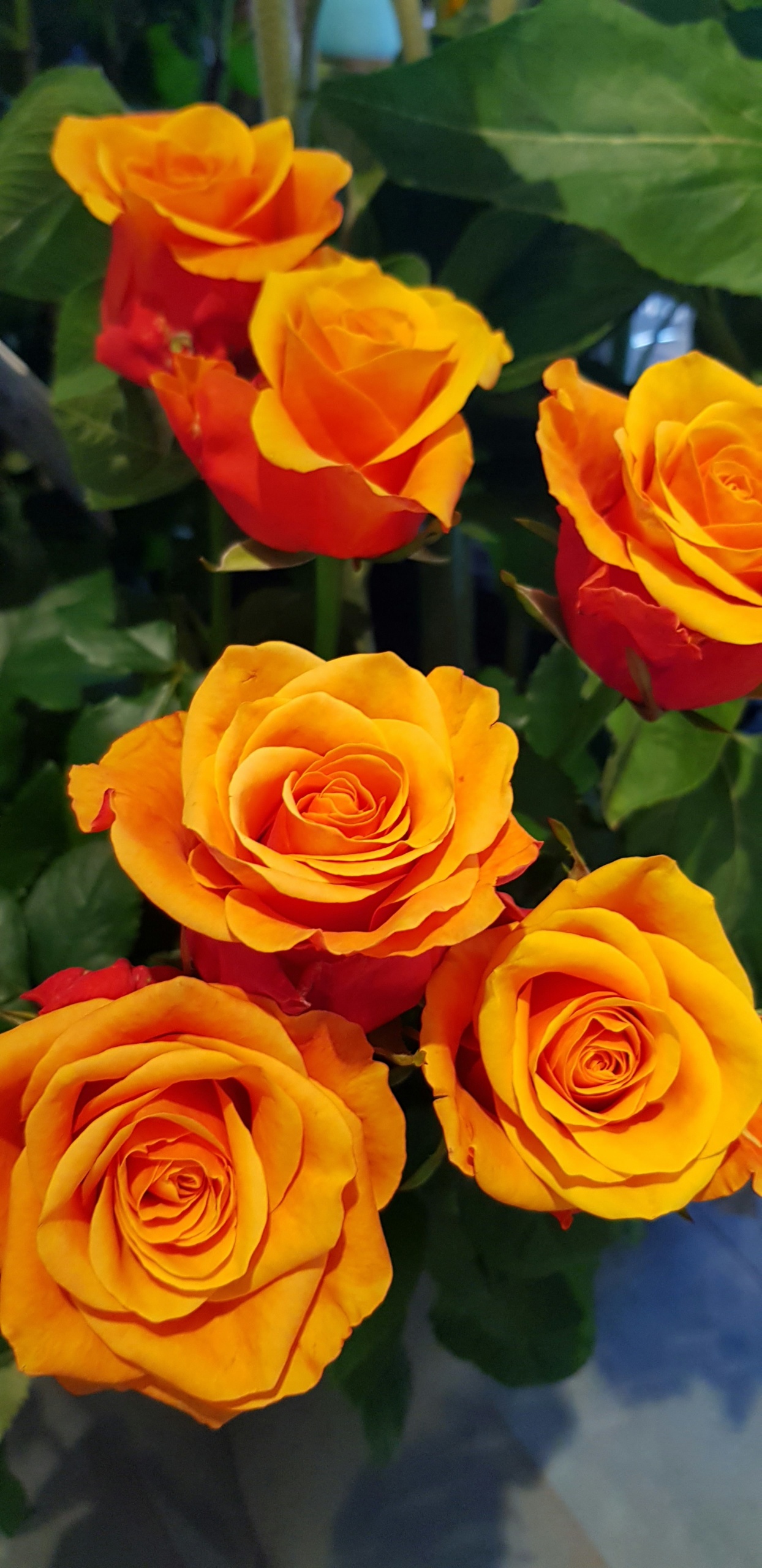 Rose orange Espana - Galley Fleurs