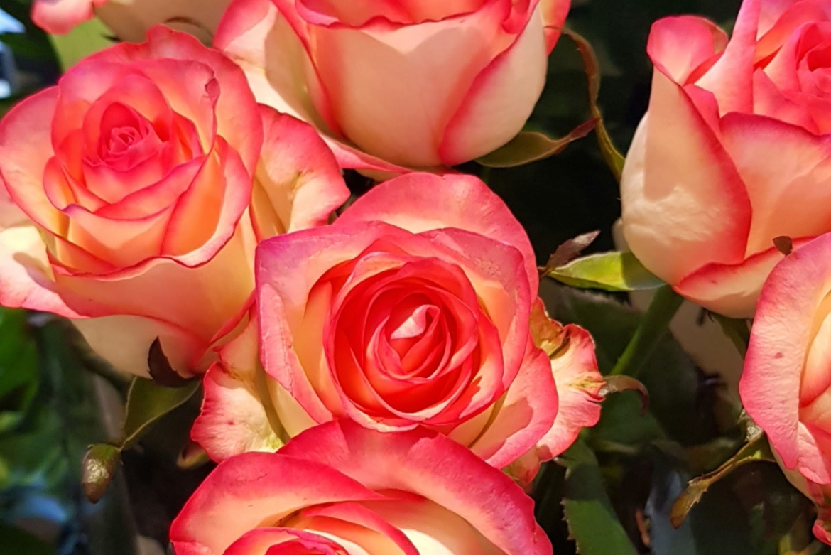 Rose rose Jumilia